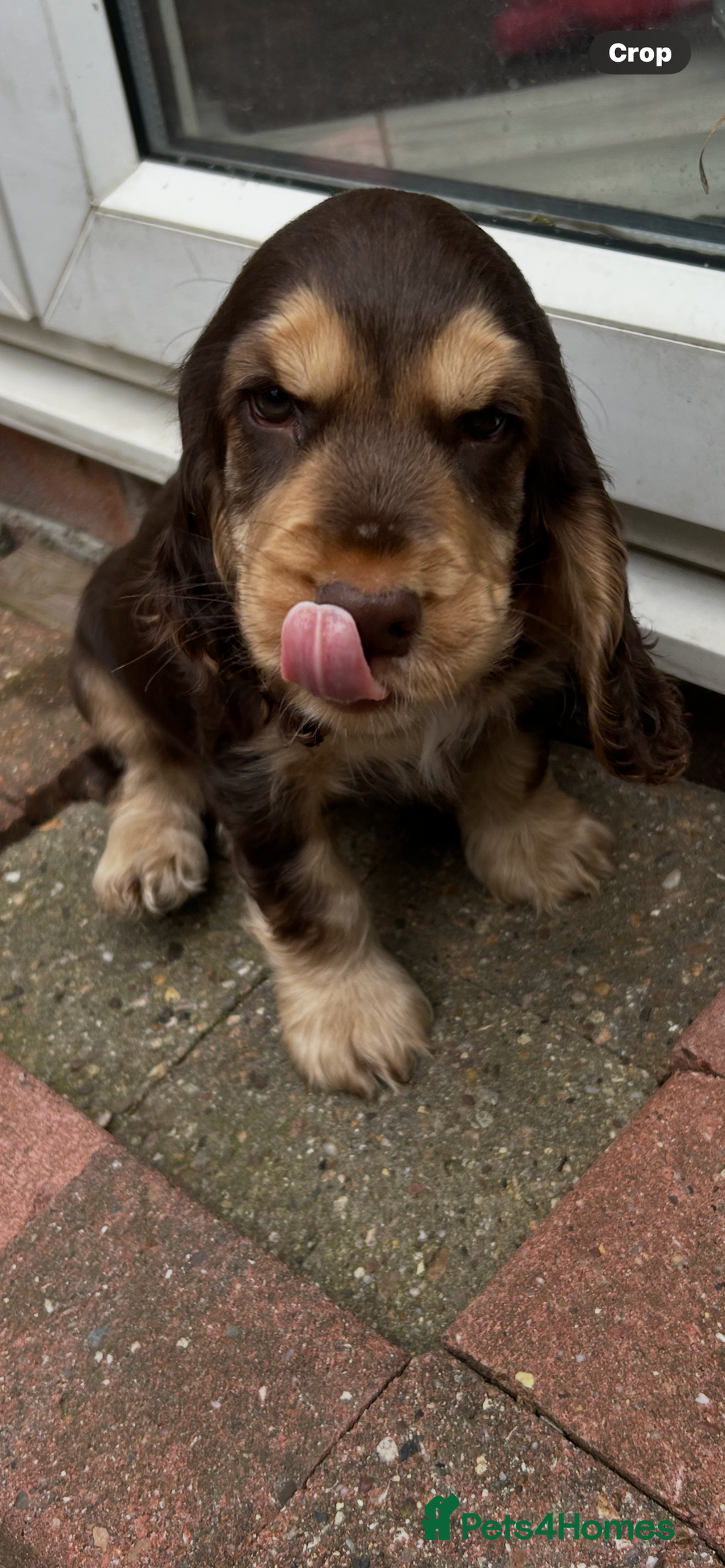 Cocker Spaniel dogs for sale: Sable cockerspaniel puppies - Image 28