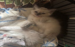 Ragdoll cats for sale: BEAUTIFUL RAGDOLL KITTENS - Image 4