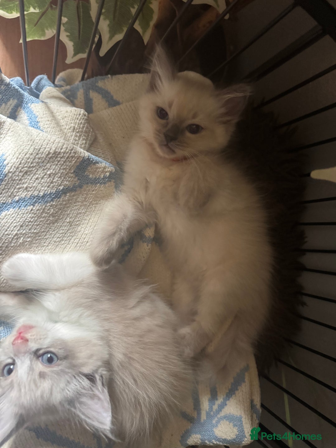 Ragdoll cats for sale: BEAUTIFUL RAGDOLL KITTENS - Image 4