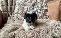 Lhasapoo dogs for sale: *****only 1 girl and 2 boys left ***** - Image 4