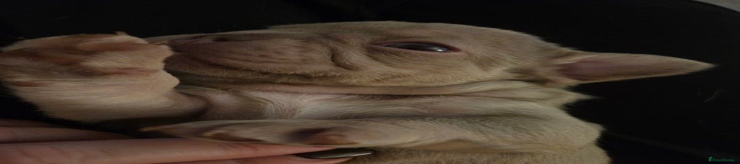 French Bulldog Puppy 3