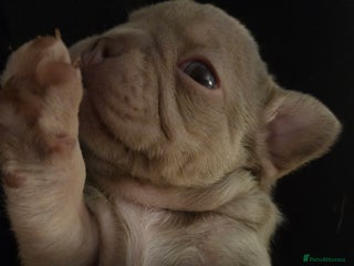 French Bulldog dogs Isabella & lilac & tan chunky frenchies - Advert 2