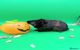 Guinea Pig rodents for sale: Beautiful female guinea pigs  - Image 5