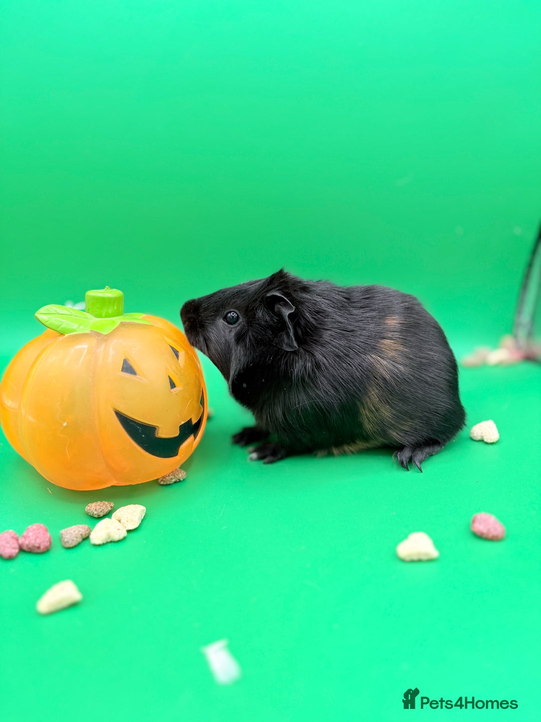 Guinea Pig rodents for sale: Beautiful female guinea pigs  - Image 5
