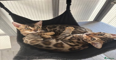 Bengal cats - Advert 5