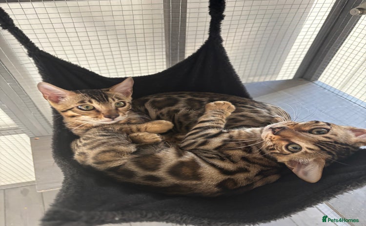 Bengal cats - Advert 8