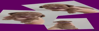 Cocker Spaniel 4