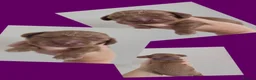 Cocker Spaniel dogs for sale: RKC SHOW COCKER SPANIEL PUPPIES EXTENSIVELY HEALTH - Advert 22