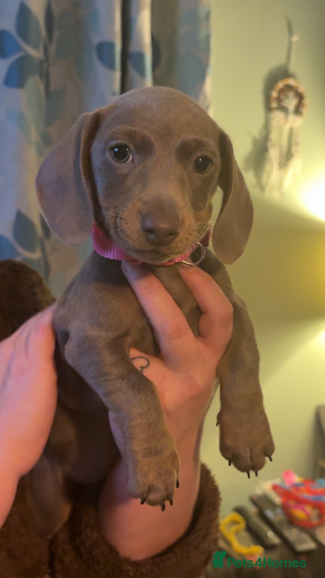 Miniature Dachshund dogs for sale: ISABELLA AND TAN MINIATURE DACHSHUND PUPPIES  - Advert 19
