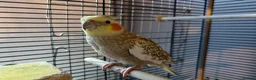 Cockatiels birds for sale: Pair of Cockatiels  - Advert 1