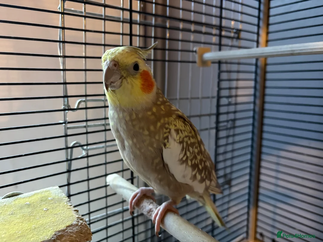 Cockatiels birds for sale: Pair of Cockatiels  - Advert 1