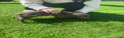 Miniature Dachshund dogs for sale: true tiny dachshunds! - Advert 31