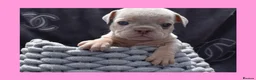 English Bulldog dogs for sale: Stunning Litter of Exotic English Bulldogs - Advert 27