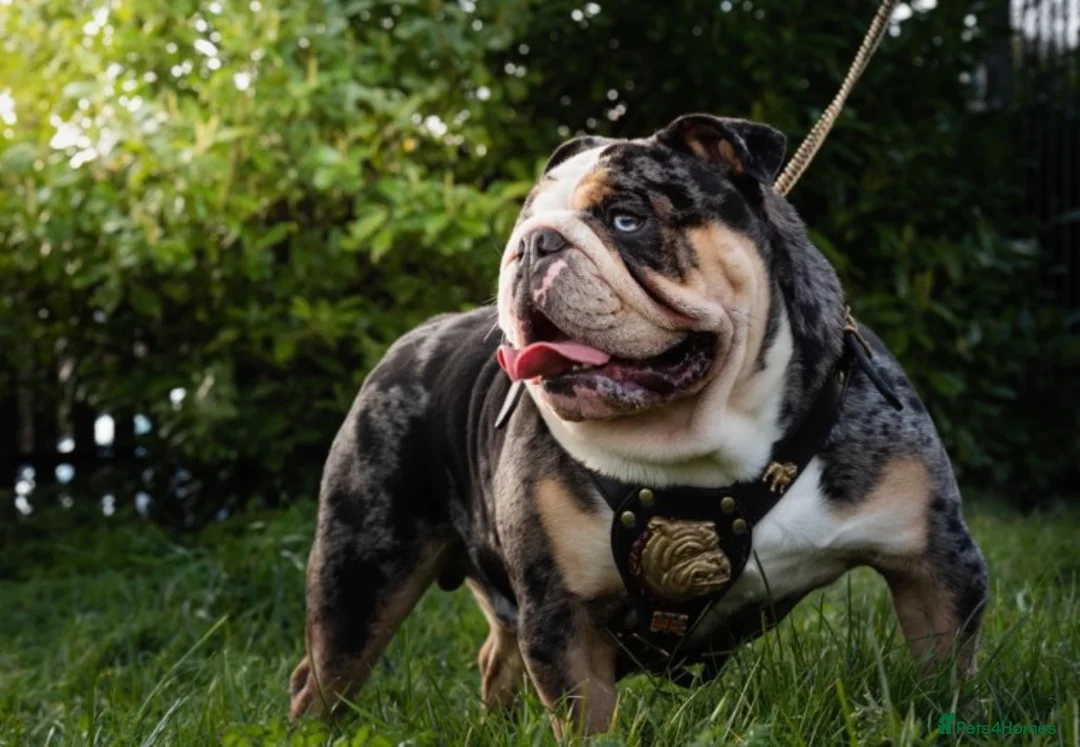 English Bulldog dogs for stud: Merle English Bulldog TRIPLE TRI PROVEN in Bradford - Advert 1