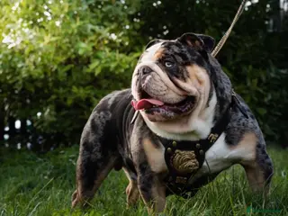 English Bulldog dogs Merle English Bulldog TRIPLE TRI PROVEN in Bradford - Advert 14