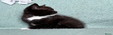 British Shorthair 3