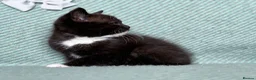 British Shorthair cats for sale: Introducing the Cute Curious kittens  - Advert 11