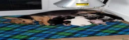 Jack Russell dogs for sale: Amazing rare coloured rainbow Jack Russels - Advert 1