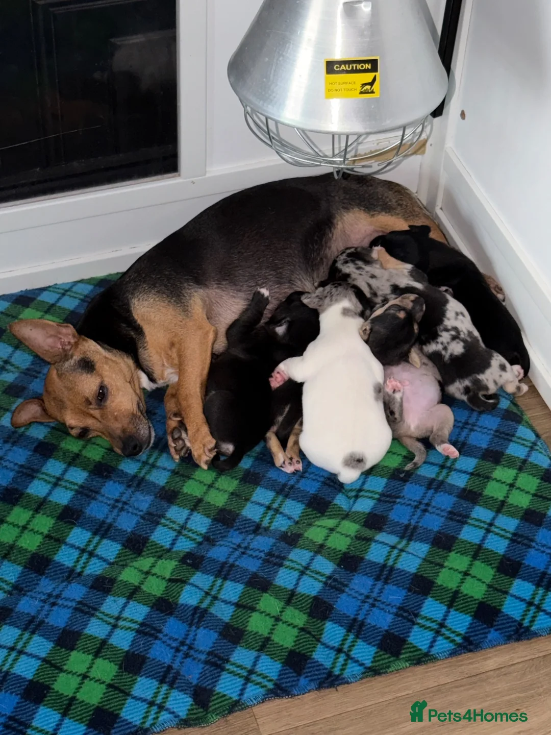 Jack Russell dogs for sale: Amazing rare coloured rainbow Jack Russels - Advert 1