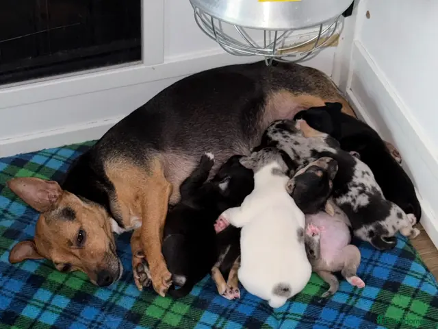 Jack Russell dogs for sale: Amazing rare coloured rainbow Jack Russels - Advert 1