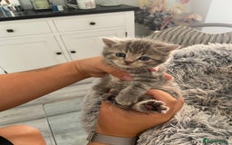 British Shorthair cats for sale: 🌟 Adorable Kittens 🌟 - Image 6