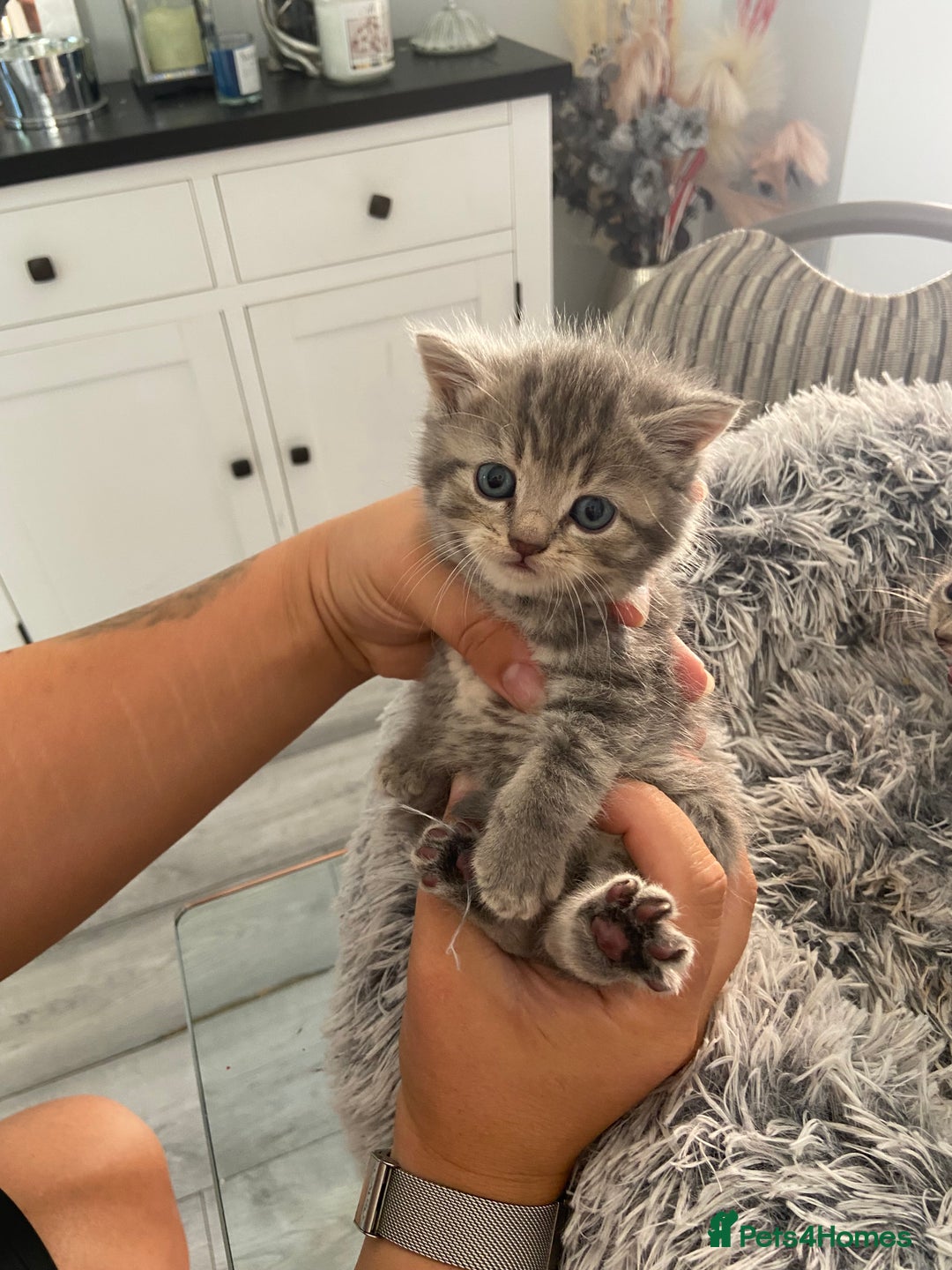 British Shorthair cats for sale: 🌟 Adorable Kittens 🌟 - Image 6