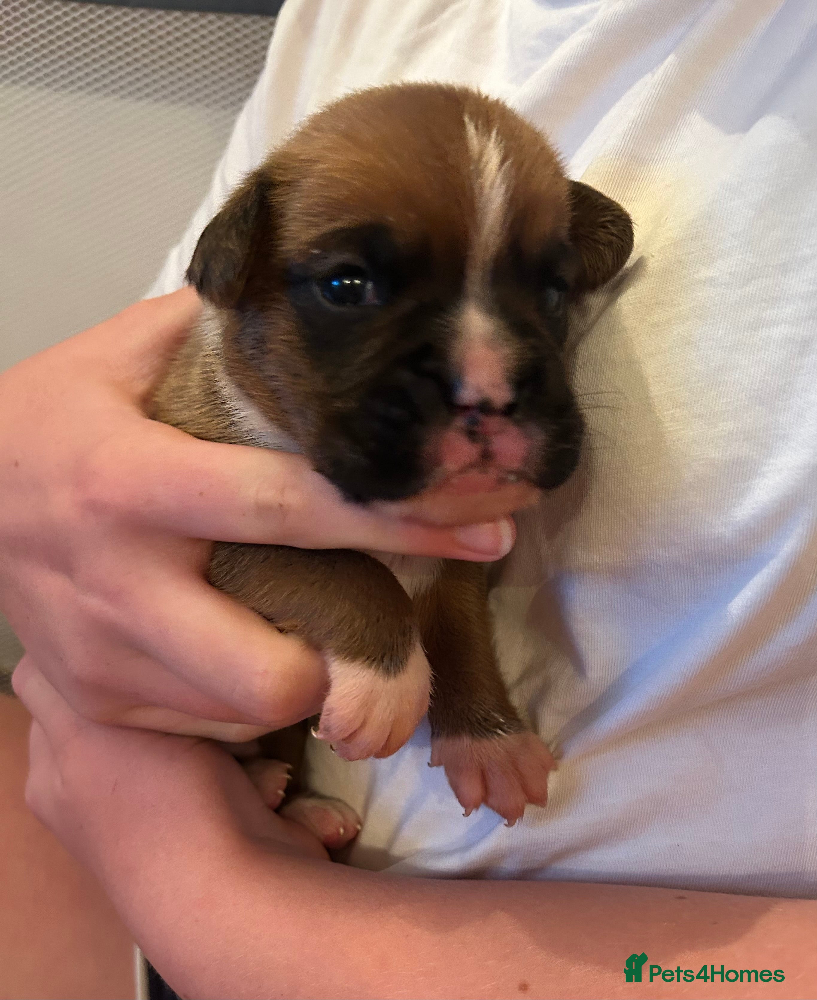 Boxer dogs Beautiful Red & White Boxer Puppies – Ready August - Advert 2