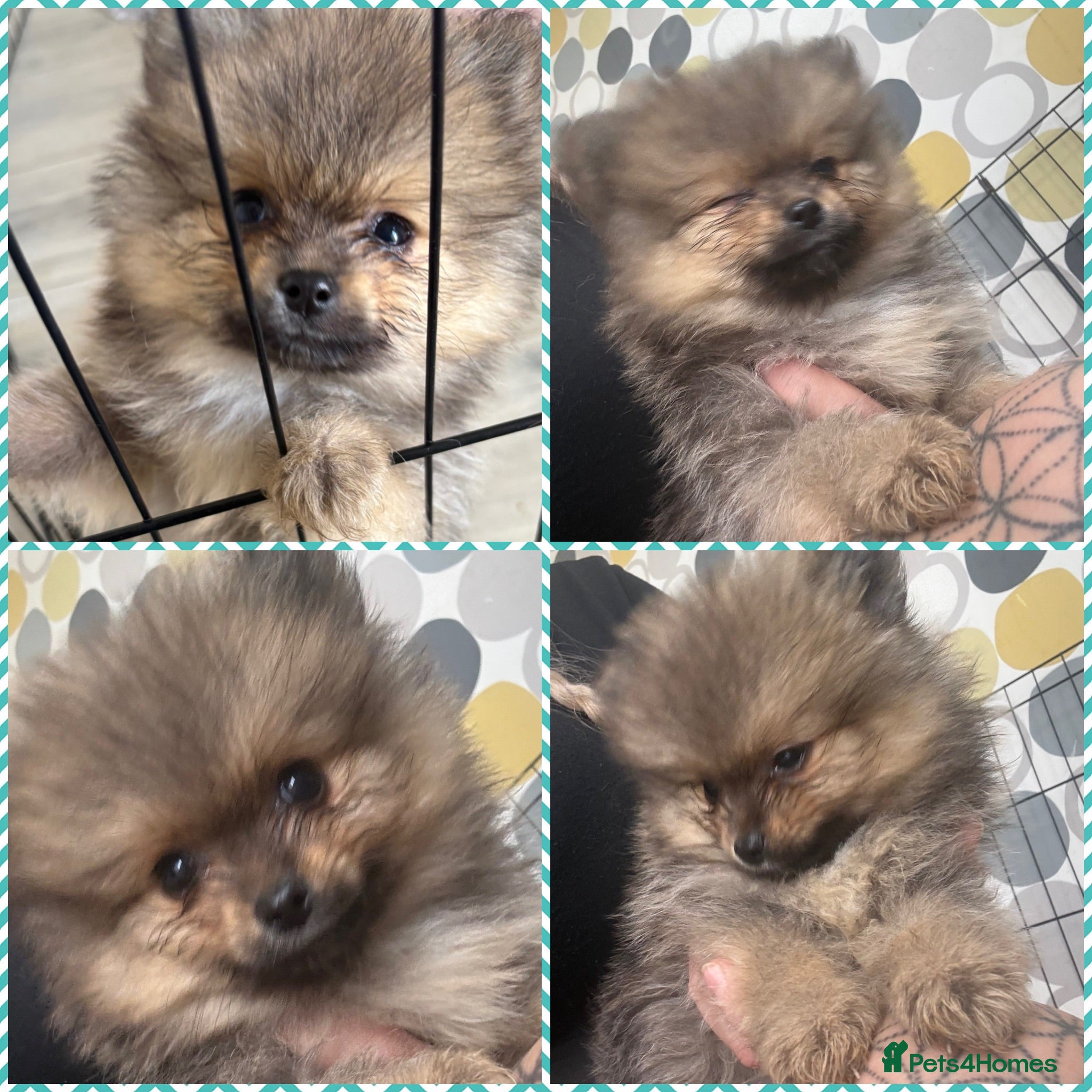 Pomeranian dogs Pomeranian  ** Teddy face  - Advert 11