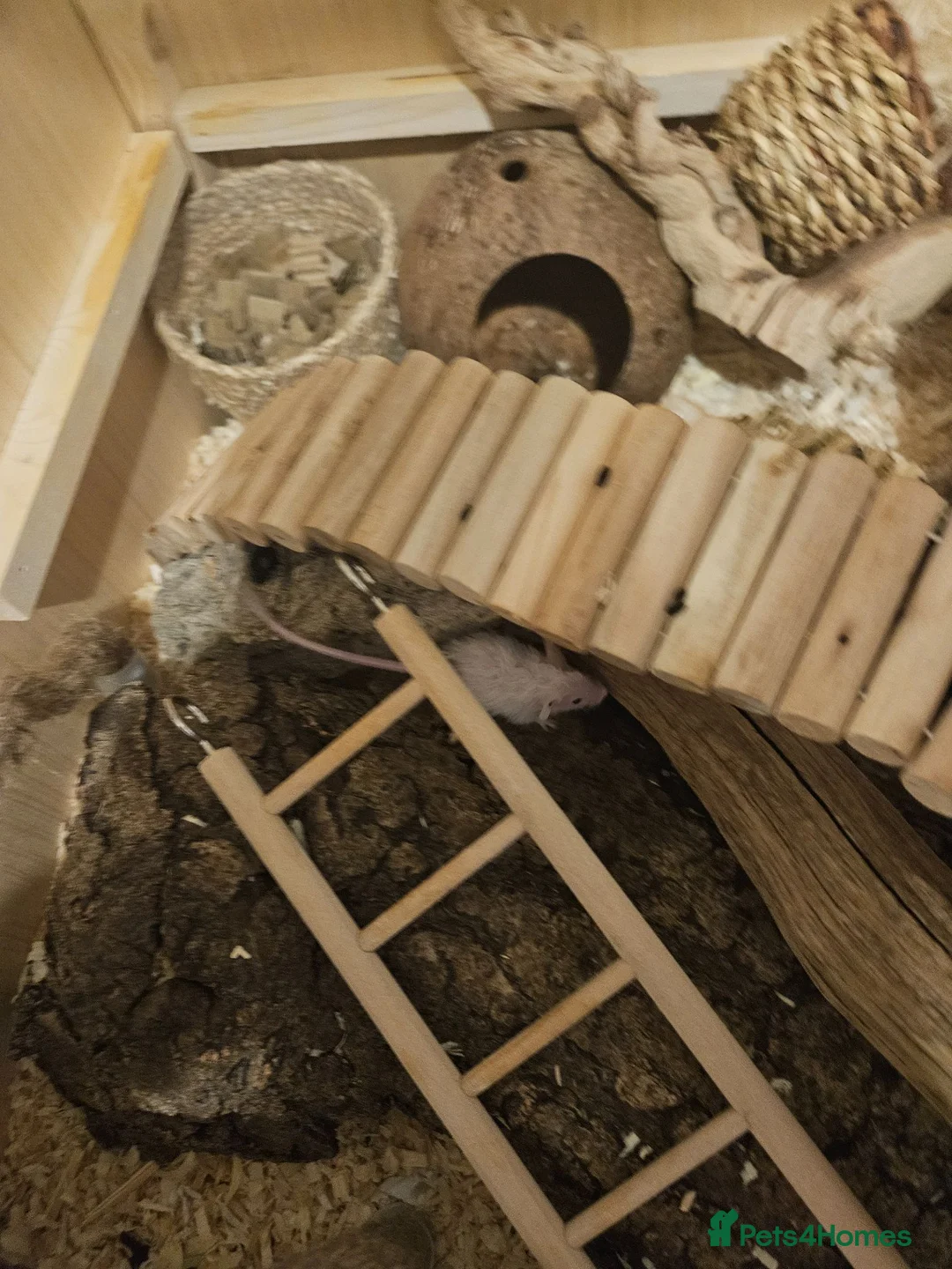 Mouse rodents for sale: Mixed gender baby mice in London - Advert 6