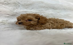 Maltipoo dogs for sale: 🐩Korean Maltipoo🐩 - Image 8