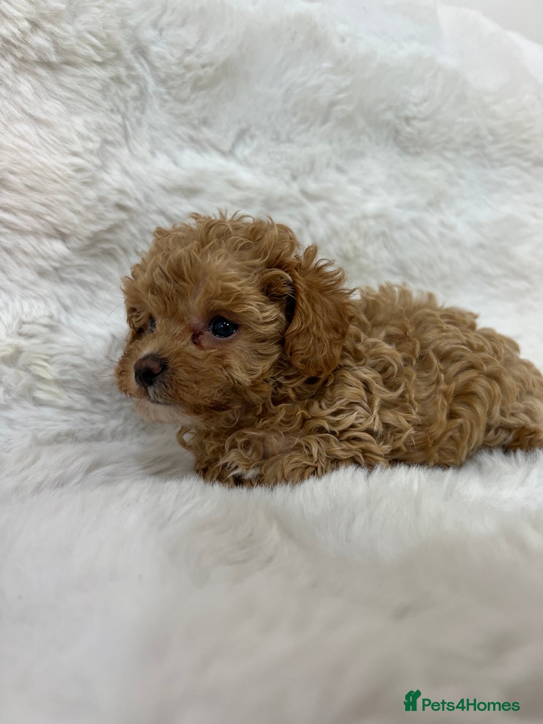 Maltipoo dogs for sale: 🐩Korean Maltipoo🐩 - Image 8