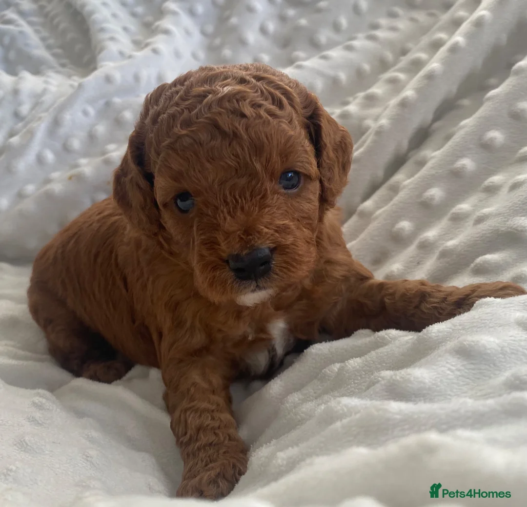 Cockapoo dogs for sale:  F1b American Cockapoos * Health Tested Parents * - Advert 2