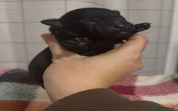 Mixed Breed dogs for sale: 4 Stunning Patterdale X Lakeland Terrier puppies - Image 6