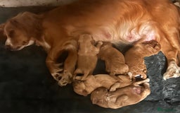 Cockapoo dogs for sale: Cockapoos x 5 2 girls 3 boys f1 - Image 2