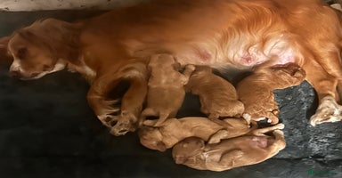 Cockapoo dogs - Advert 1