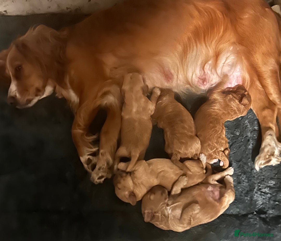 Cockapoo dogs for sale: Cockapoos x 5 2 girls 3 boys f1 - Image 2