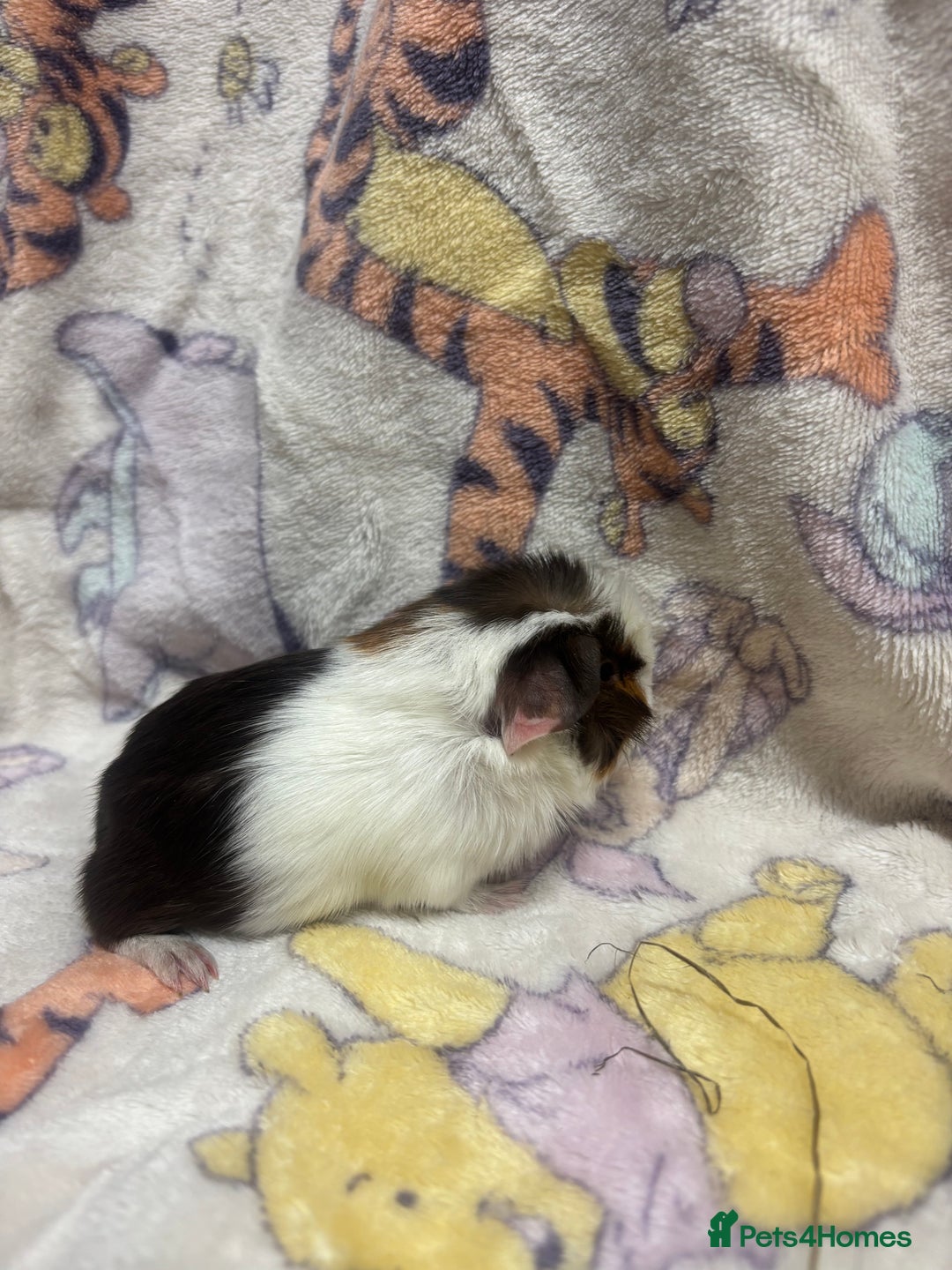 Guinea Pig rodents for sale: 2 beautiful girl piggys  - Advert 20