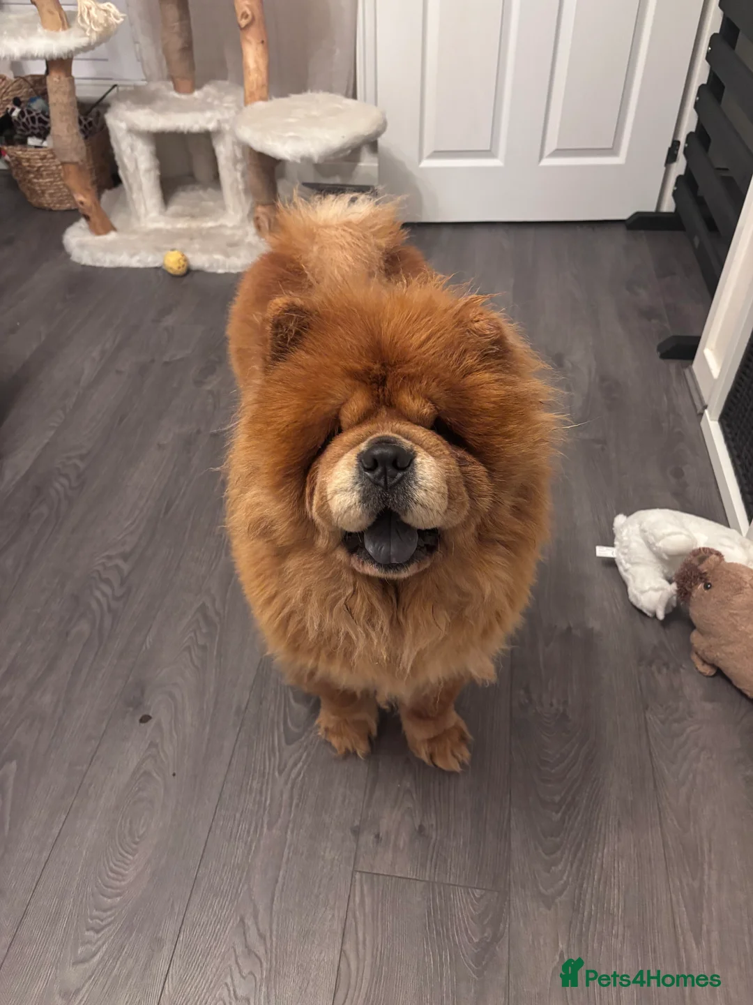 Chow Chow dogs for sale: Red Chow Chow Female - Advert 3
