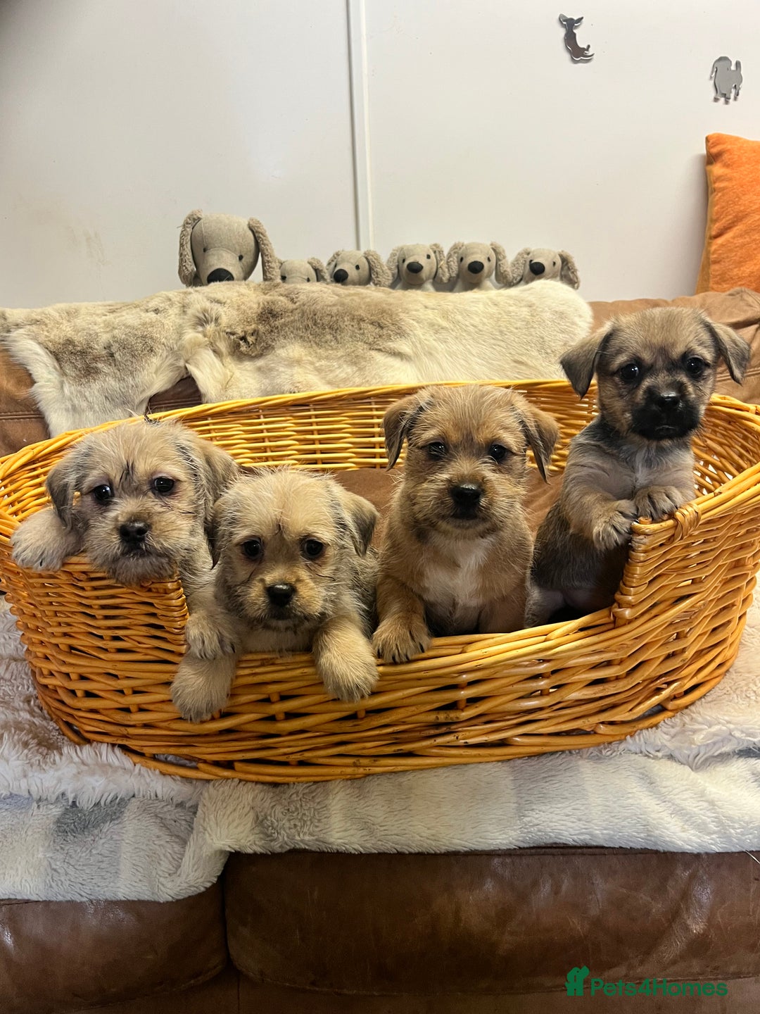 Jack Russell dogs for sale: super cuties Jack Russells  - Image 10