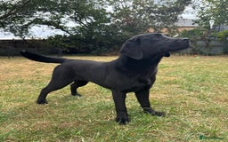 Labrador Retriever dogs for sale: Black Labrador girl for sale - Image 3