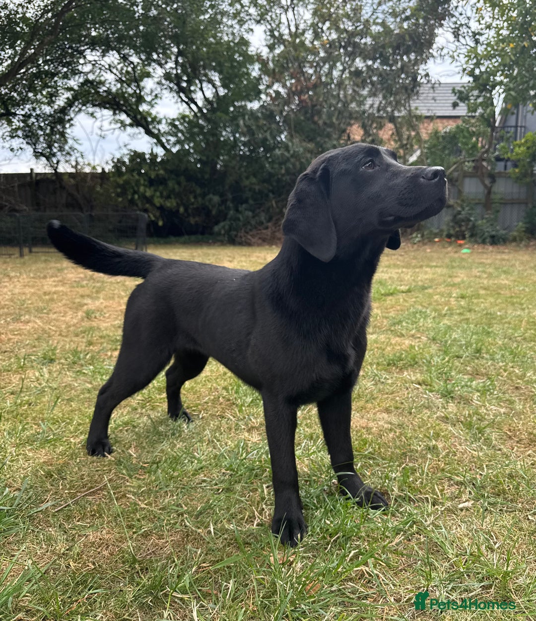 Labrador Retriever dogs for sale: Black Labrador girl for sale - Image 3