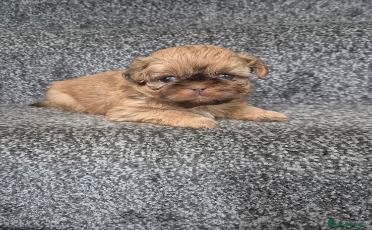 Shih Tzu dogs - Advert 3