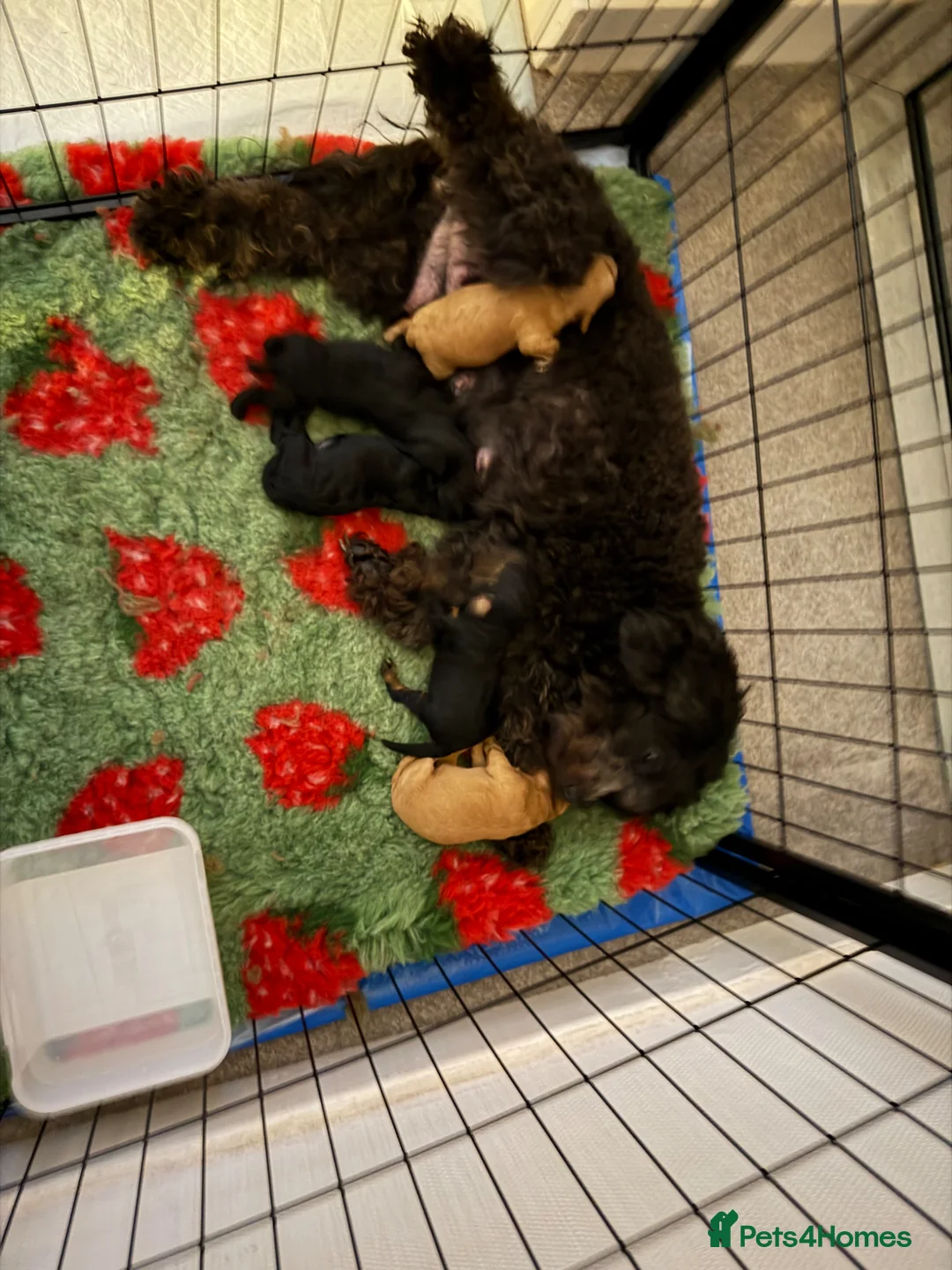 Schnoodle dogs for sale: Beautiful Schnoodle x Miniature Poodle Pups  in Ayr - Advert 2