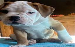 Alapaha Blue Blood Bulldog dogs for sale: Beautiful Alapaha blue bulldogs  - Image 8
