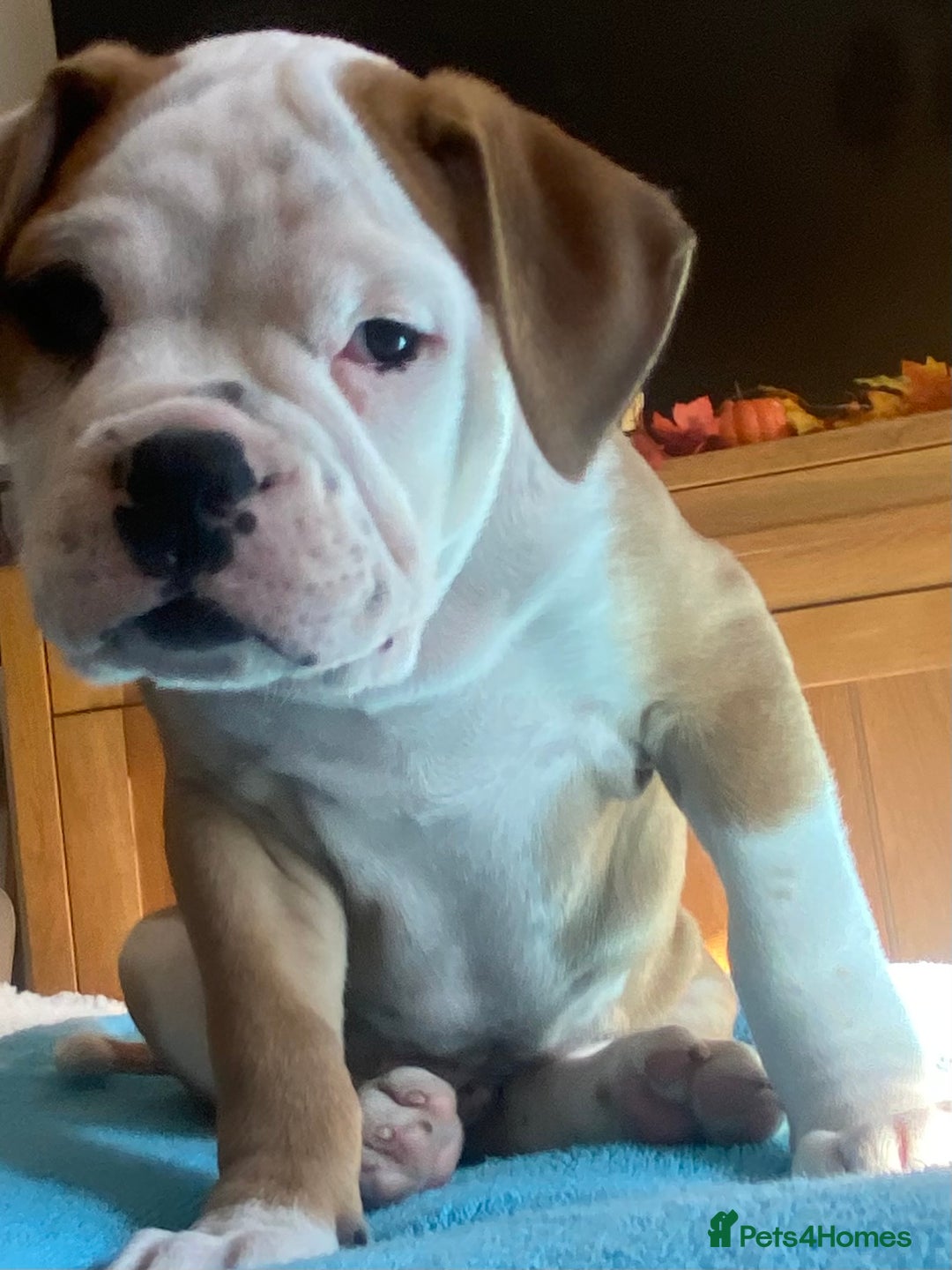 Alapaha Blue Blood Bulldog dogs for sale: Beautiful Alapaha blue bulldogs  - Image 8