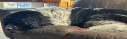 Newfoundland dogs for sale: New home for Hugo! - Advert 6