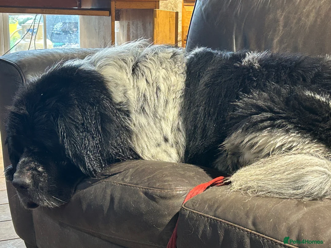 Newfoundland dogs for sale: New home for Hugo! - Advert 6