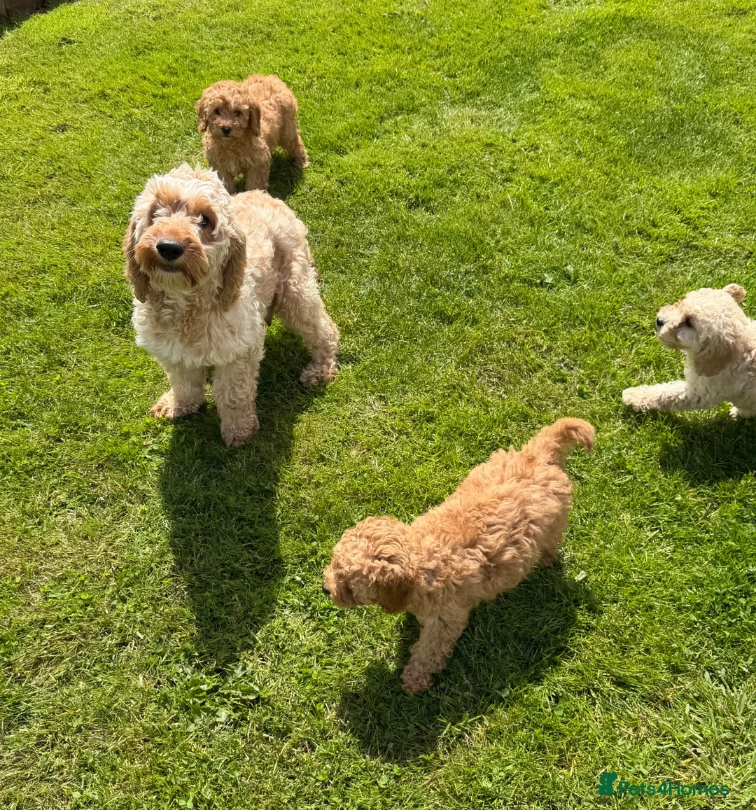 Cavapoochon dogs for sale: Cavapoochon  - Advert 5