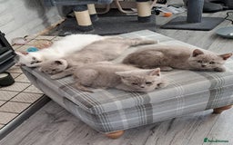 British Shorthair cats for sale: Adorable British short-hair kittens - Image 7