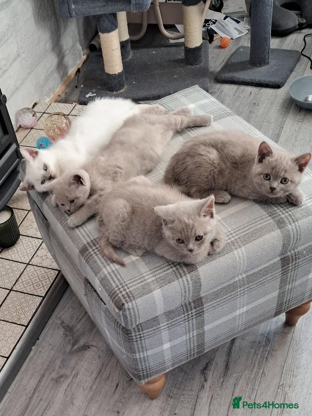 British Shorthair cats for sale: Adorable British short-hair kittens - Image 7